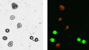 AppVision_Hepatocyte_fig3