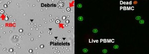 * Nuclear staining dyes to simply and accurately identify the live and dead mononuclear cells * No need to lyse red blood cells * Not affected by platelets and other cell debris